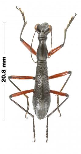 Tricondyla elongata